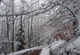 la fort de Lutzelhouse en hiver