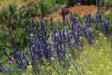 vegetation at the foot of the volcano 