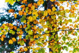 feuilles de hêtre