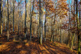 la forêt de Grendelbruch