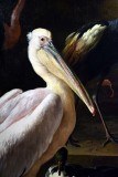 Birds in a Park (1680), detail - Melchior dHondecoeter - 5270