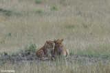 DSC_1180 African Lion cub