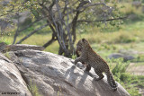 DSC_1462 African Tiger cub