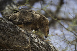 272 Brown snake - eagle