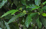 Morinda citrifolia. Closer.