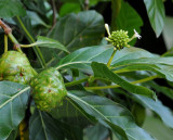 Morinda citrifolia. Close-up.