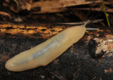 Filicaulis seychellensis