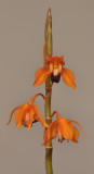 Coelogyne ecarinata. Closer.