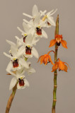 Coelogyne pulchella and Coelogyne ecarinata.