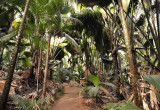 Vallée de Mai.