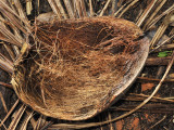 Lodoicea maldivica. Husk of the fruit.