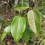 Syzygium wrightii. Branch.