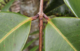 Syzygium wrightii. Petioles.