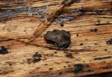 Sechellophryne gardineri 