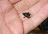 Sechellophryne gardineri. On hand.