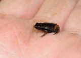 Sechellophryne gardineri . On hand.