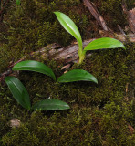 Hederorkis seychellensis.