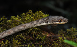 Lycognathophis seychellensis. Closer.