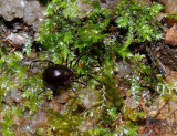 Mite