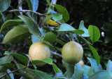Myristica fragrans
