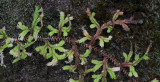 Selaginella