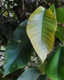 Vateriopsis seychellarum. Foliage.jpg