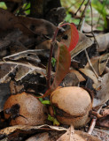 Vateriopsis seychellarum. Seedling.jpg