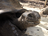 Geochelone gigantea 