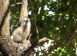 Gygis alba chick.jpg