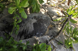 Hawksbill turtle laying eggs.jpg