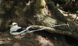 Phaethon lepturus.jpg