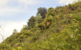 Lodoicea maldivica 