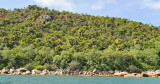 Palm rich Praslin