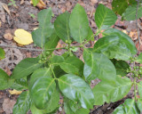 Pyrostria bibracteata. Fruits.