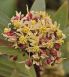 Tasmannia lanceolata. Close-up.