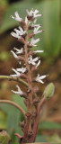 Pachysandra procumbens. Closer.jpg
