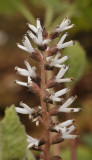 Pachysandra procumbens. Close-up.jpg