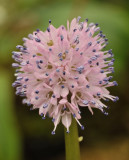 Helonias bullata. Close-up.