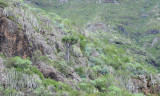 Dracaena draco. In habitat.