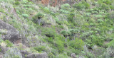 Dracaena draco. In habitat.