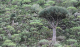 Dracaena draco. Young and old.