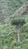 Dracaena draco