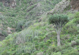 Dracaena draco