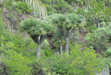 Dracaena draco