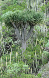 Dracaena draco