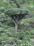 Dracaena draco