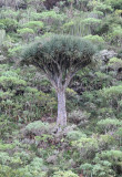 Dracaena draco