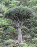 Dracaena draco