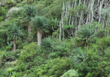Dracaena draco.Young trees.