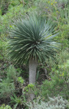 Dracaena draco.Young tree.
